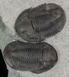Rare Pseudodechenella Trilobite Pair - Centerfield Limestone, NY #68365-2